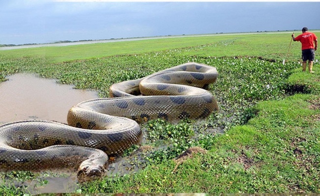 Dünyanın en büyük yılanı: Anakonda